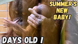 Motherly Love: Newborn Baby Orangutan