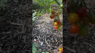 Harvesting Tomatoes !  NC Organic Garden zone 7b