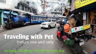 Traveling with pet | lachung | darjiling