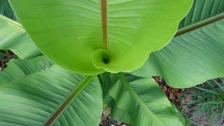 The Hardy Banana - Musa basjoo  A great beginner plant