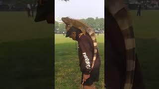 Iguana nya gede banget #reptil #melata #shorts