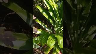 Cordyline Green Giant