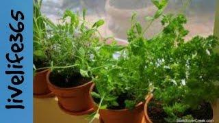 Grow Your Own Herbs