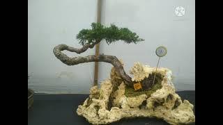 bonsai bunjin inspiration