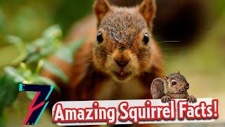 Top 7 Amazing Facts About Squirrels!