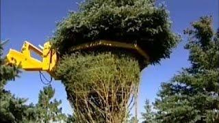 Heavy Machine Pruning Agriculture - INVENTION TECHNOLOGY Move Large Tree