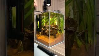 Amazing Oxygen Filter for small Aquarium #trending #aquarium #fishaquarium #fishtanksetup #fish #diy