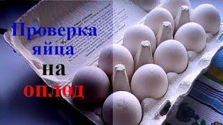 Подготовка яиц к закладке в инкубатор. Как проверить яйцо на неоплод перед инкубацией!