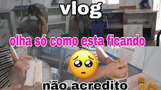 vlog / não acredito nisso / olha só como esta ficando 