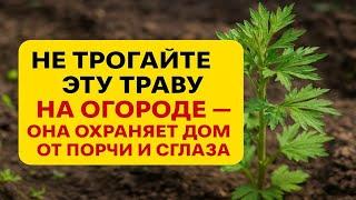 Не трогайте эту траву на огороде она защищает дом от порчи, сглаза, зла и денежной бедности. Приметы
