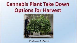 Cannabis Plant Take Down Options for Harvest