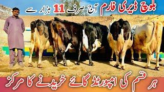 Baloch Dairy Farm | imported cows And HF Cows | Jani Best | 17 August 2024