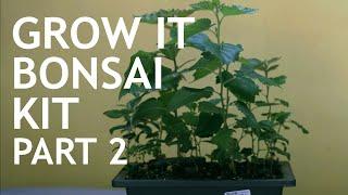 Grow It Bonsai Kit (6 -12months). Part 2