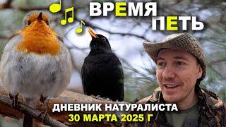 Бирюлёвский лесопарк. Дневник натуралиста 30.03.2025