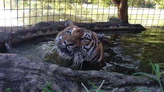 Beating The Summer Heat At Big Cat Rescue