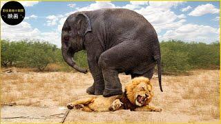 狂った象が子象の復讐のためにライオンを襲う