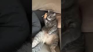 Pawsome Moments #41 #catfunnyvideo #catlover #shorts