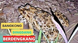 Marsh frog sound || Suara kodok sawah