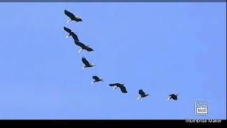 Hei le KAWLHAWK video ropui aw,lo thlir ngei ngei rawh..Bird of Mizoram.