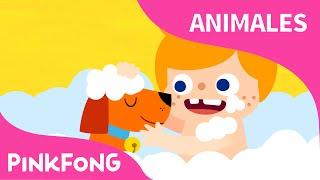 Mi Mascota, Mi Amigo | Animales | PINKFONG Canciones Infantiles
