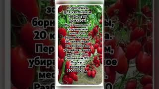 Подкормка для томатов #томаты #удобрения #рекомендации
