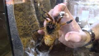 Pterinochilus murinus Pickup Grab. (OBT, Orange Baboon Tarantula, Orange Bitey Thing)