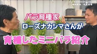 バラ育種家　ローズナカシマさん　育種したミニバラの紹介　是非　お買い求めください　よろしくお願いいたします　岐阜農場　植物家族【おうちでガーデニング】開花園チャンネル