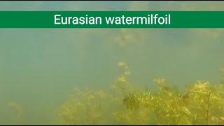 Aquatic Invasive Species Spotlight: Eurasian watermilfoil