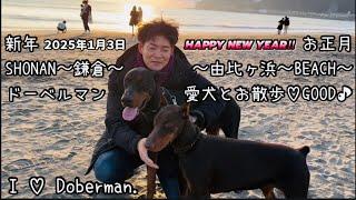 2025新年/ドーベルマン2頭と鎌倉由比ヶ浜海岸をお散歩したら気分爽快GOOD！ #ドーベルマン #doberman #大型犬 #ドーベルマン多頭飼い