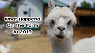 Year In Review 2019 - What Happened On Our Farm This Past Year - We Lost Barry the Alpaca