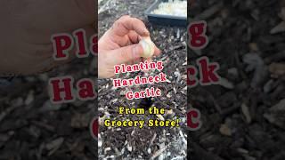 Let’s Plant Grocery Store Garlic! #smallfarming #smallfarm #garlic