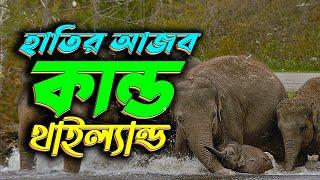 হাতির আজব খেলা! Elephant Show In Pattaya || Emrul Kausar Emon