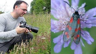 How to Photograph Insects Tutorial: Hand-held with a Canon EF 100mm f/2.8 Lens