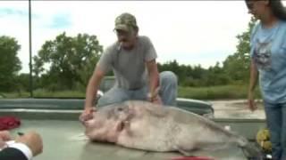 Record Breaking Catfish Caught In Missouri River