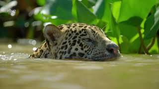La Tierra del Jaguar   |   Vida Salvaje   |   Documental de Animales HD