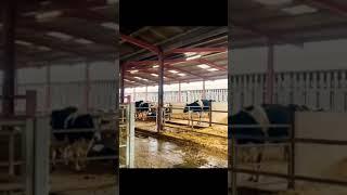 American pure breed cows and babies #milking #dairies #dairy_farming #trending #viral #foryou