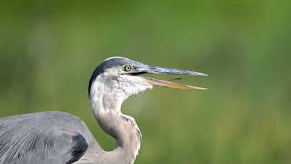 Close up on a GBH