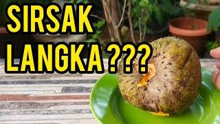 SIRSAK LANGKA, DAGINGNYA KUNING | Soursop is rare, its flesh is yellow and its seeds are like gold.