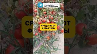 Еще один способ от фитофтора #огород #фитофтора #помидоры