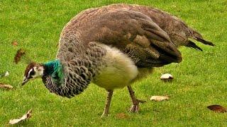 Peacock Female on Display - Peahen Bird