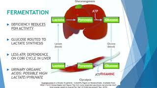 Is Thiamine Deficiency Destroying Your Digestive Health? Why B1 Is ESSENTIAL For Gut Function