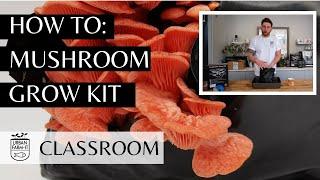 How To Grow Mushrooms From a Mushroom Growing Kit (Step By Step Guide) | Urban Farm-It's Classroom