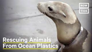 How This Org Rescues Marine Animals From Plastic Waste