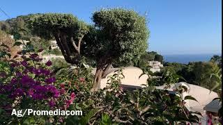 Capri. Le bouganvilee di Matermania sono un Spettacolo