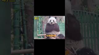 熊猫宝宝花式挠头！ #panda #大熊猫 #animals