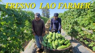 Lao Farmer picking Bitter melon at the farm in Fresno