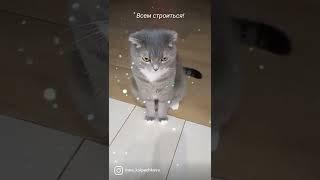 Наш милый котейка!