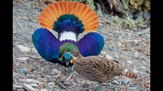 National Bird of Nepal -  Himalayan monal (Lophophorus impejanus) dance