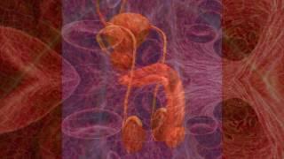 VEINY PENIS Stimulation - ERECTION Boost - Blood Circulation - Free Binaural Tones