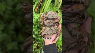 The first time I ate soft shell crab, why is his shell soft!#ASMR#Tik Tok#FYP